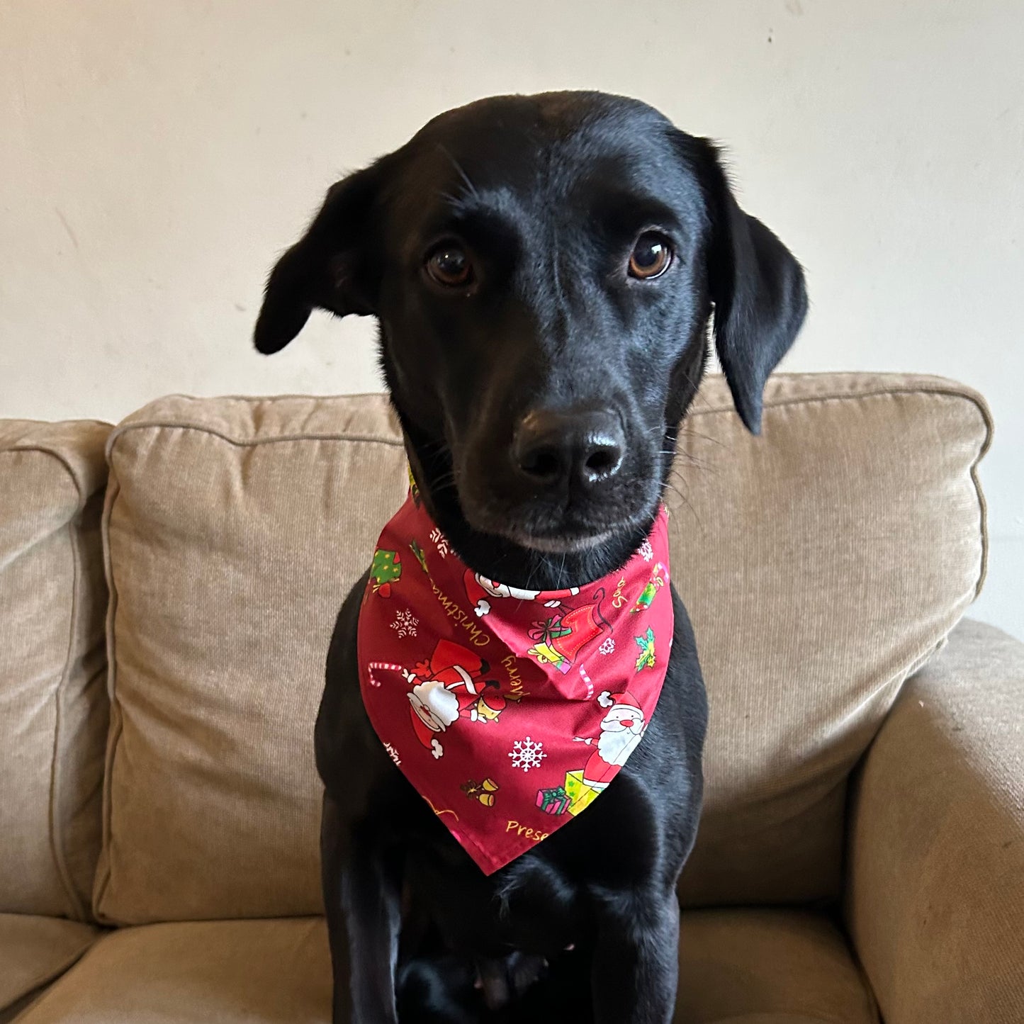 Christmas Dog Bandanas