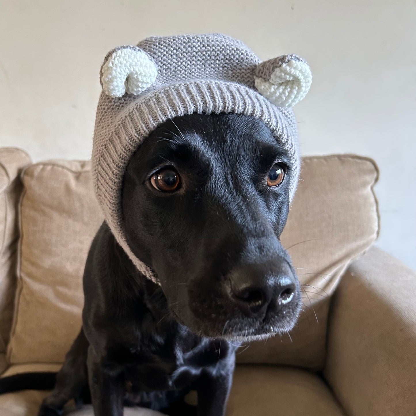 Dog Hats