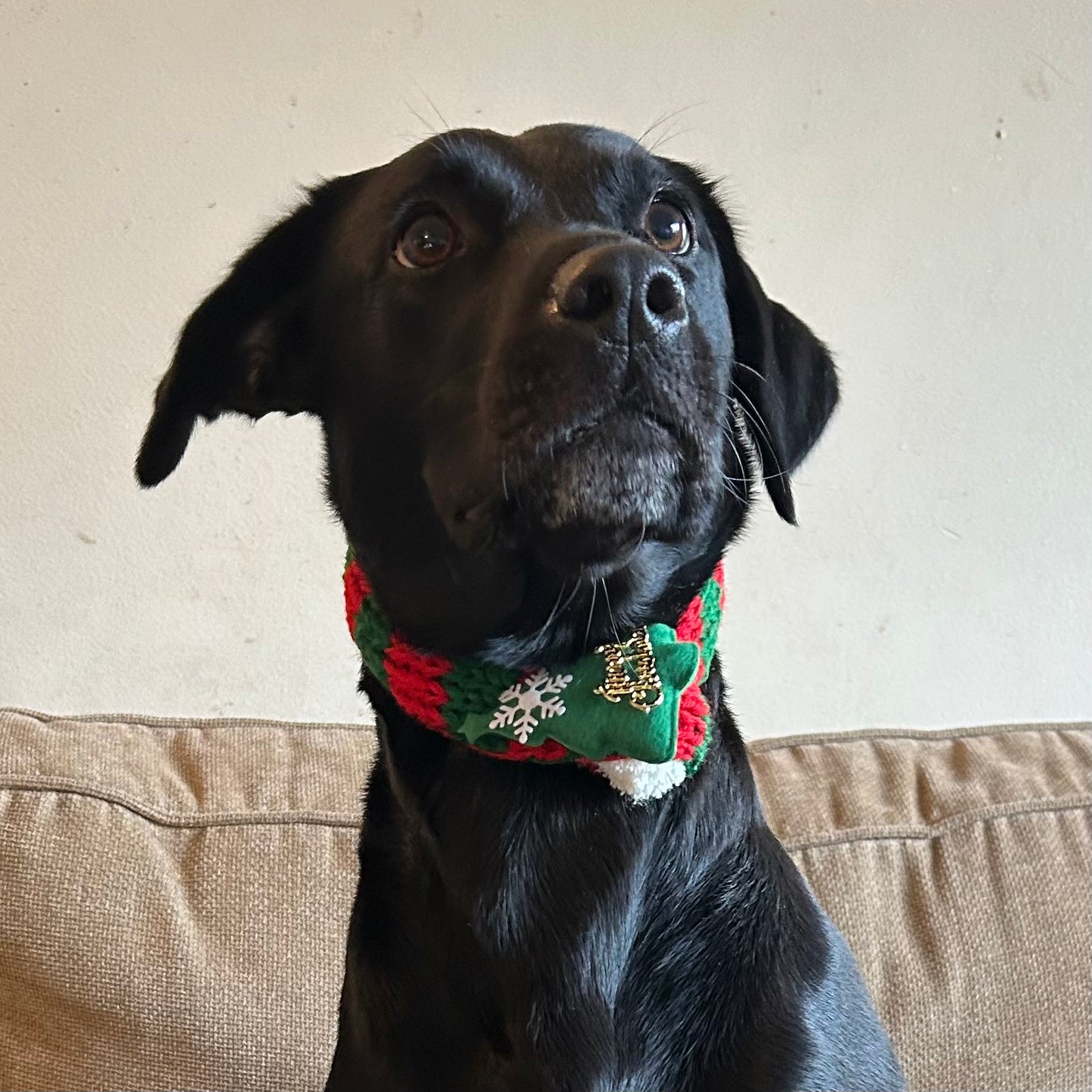 Christmas Dog Scarf