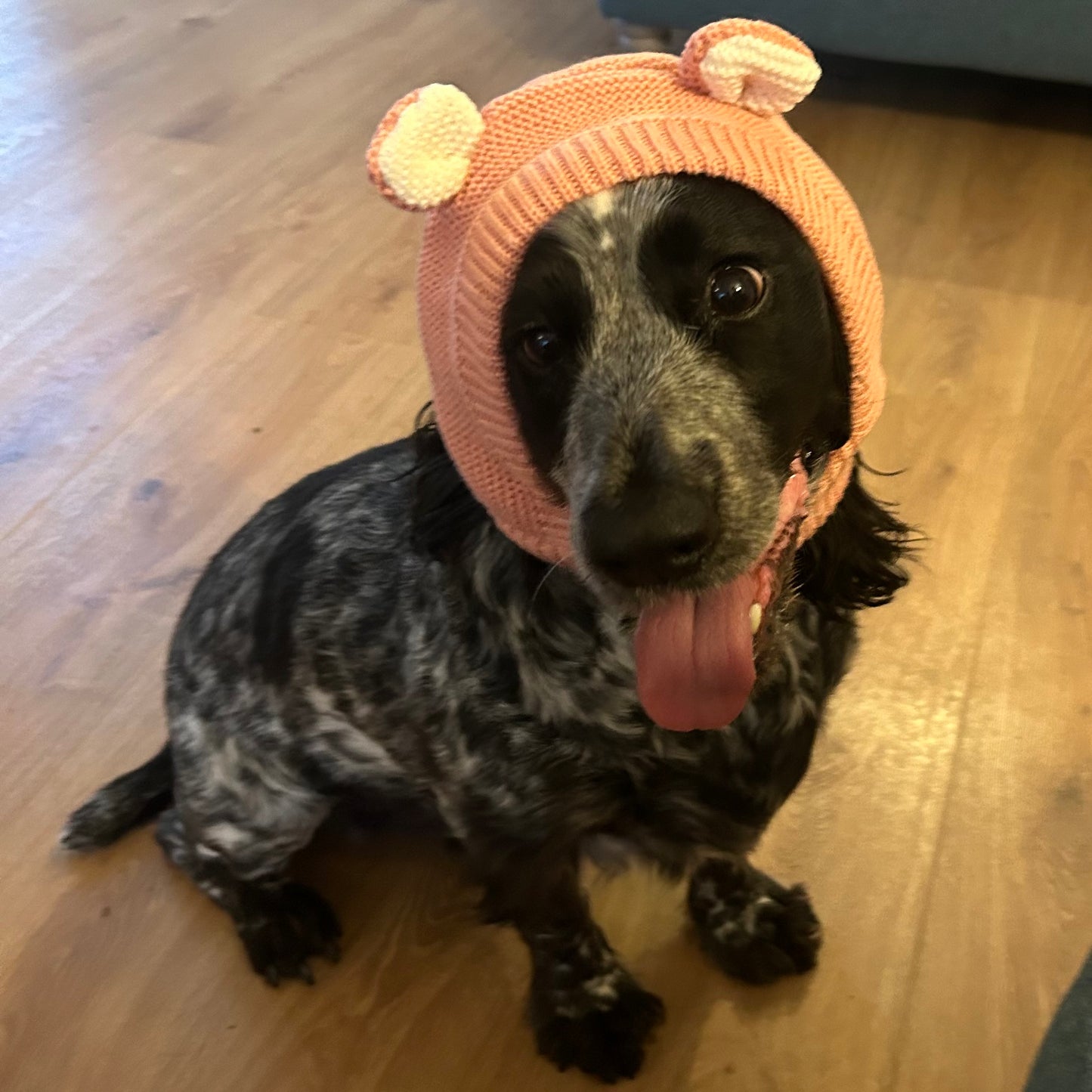 Dog Hats