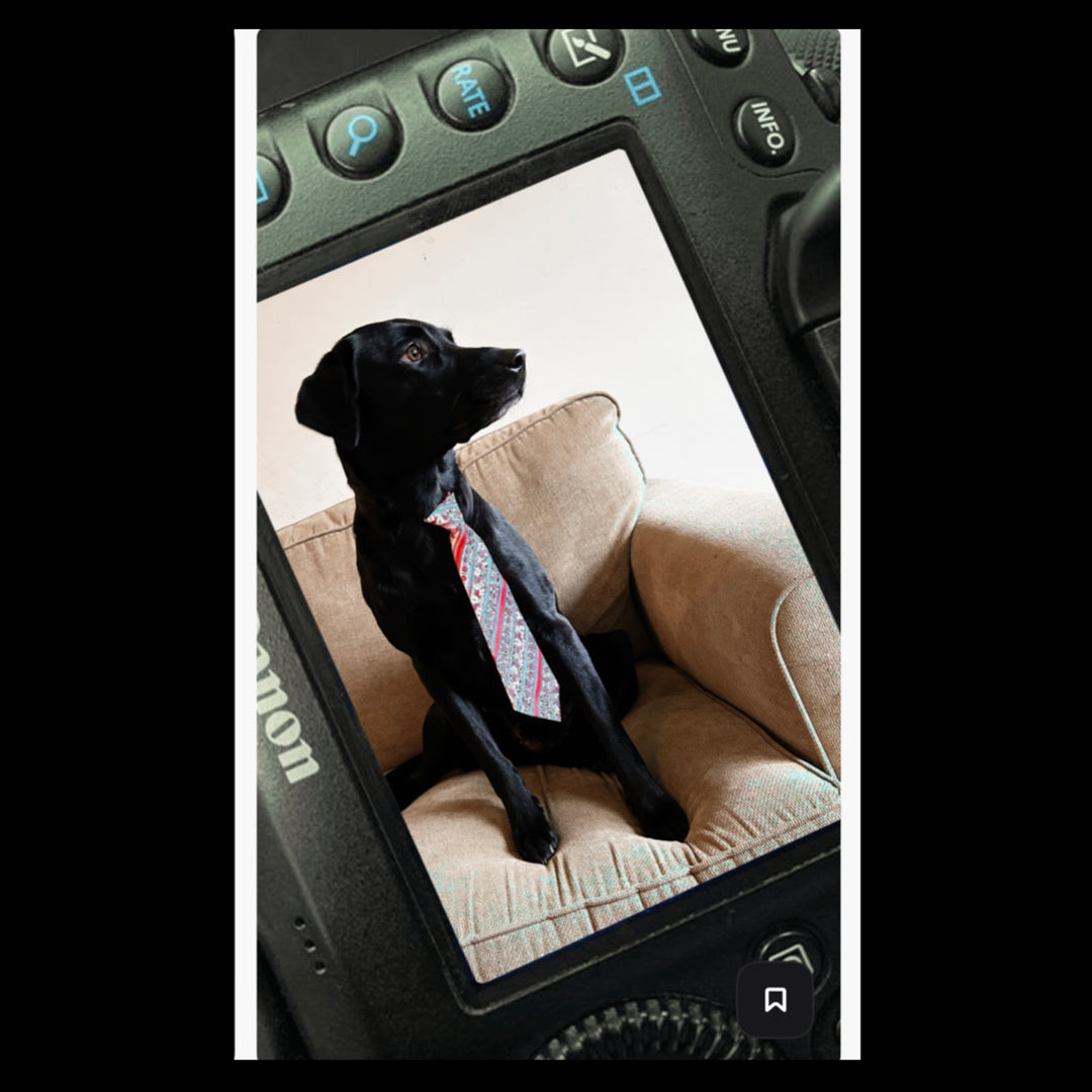 Christmas Dog Ties