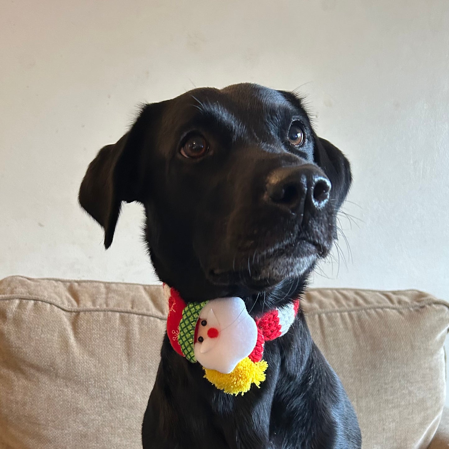 Christmas Dog Scarf