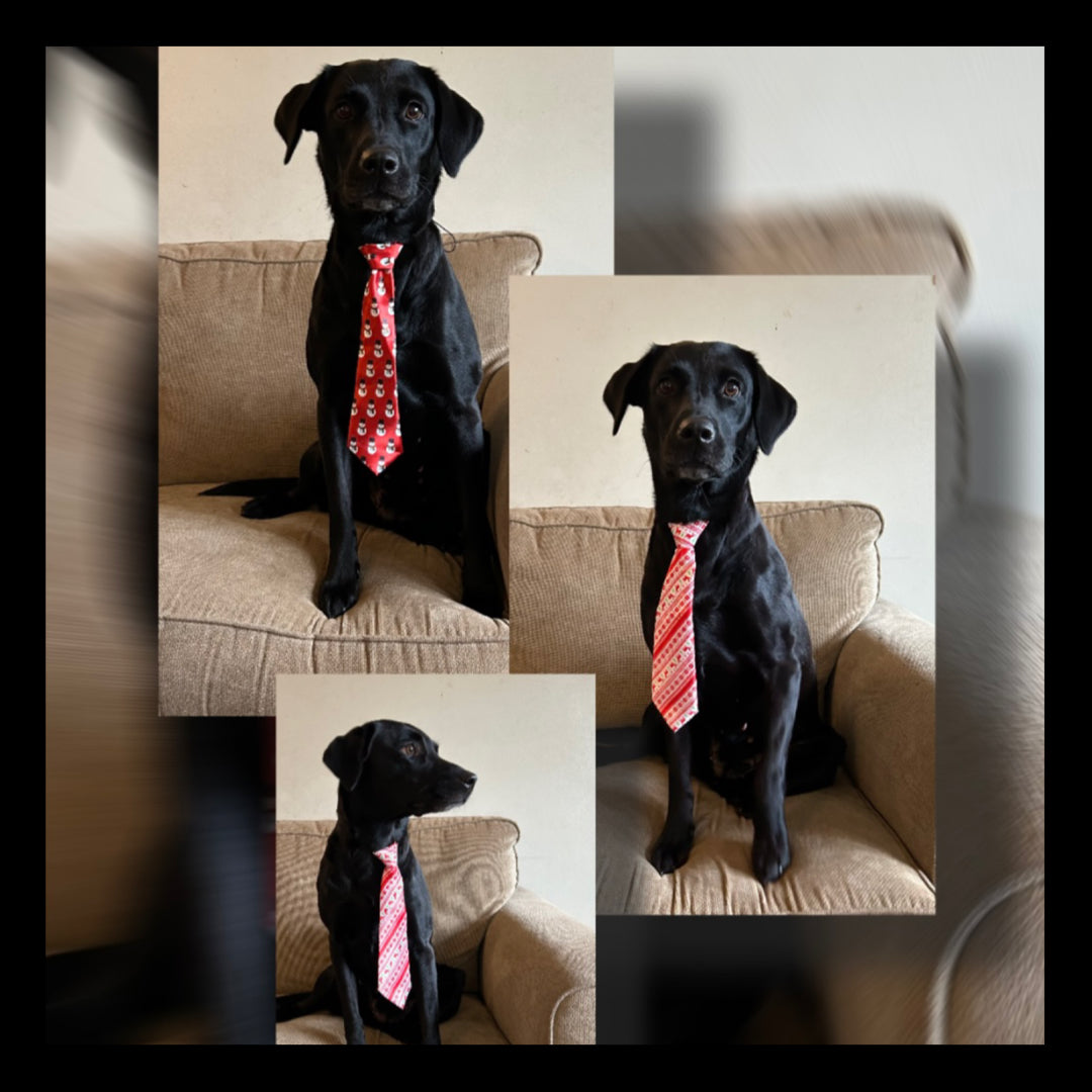 Christmas Dog Ties