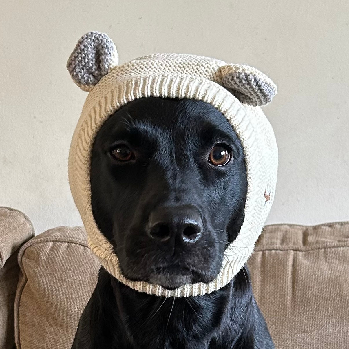 Dog Hats