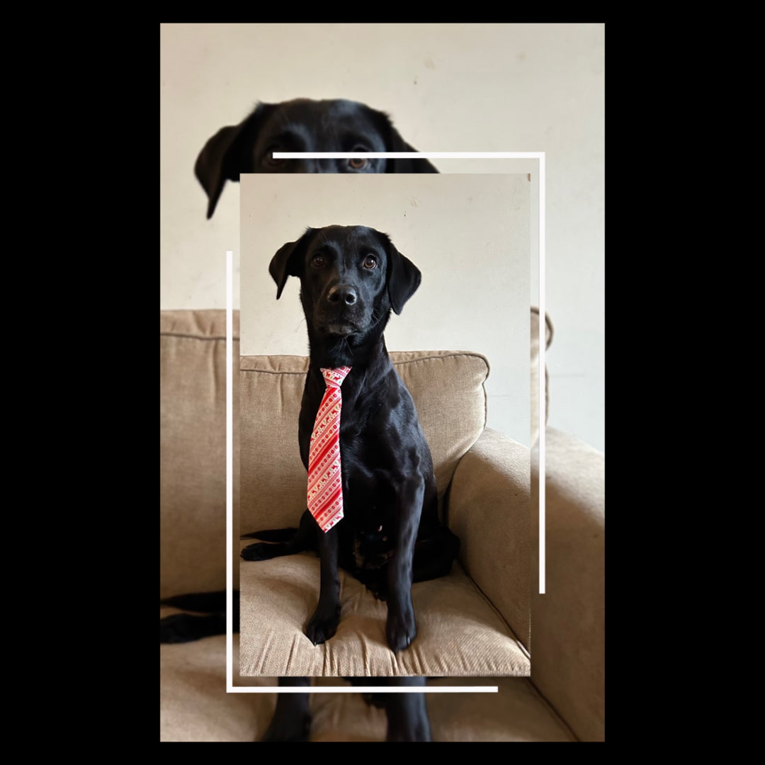 Christmas Dog Ties