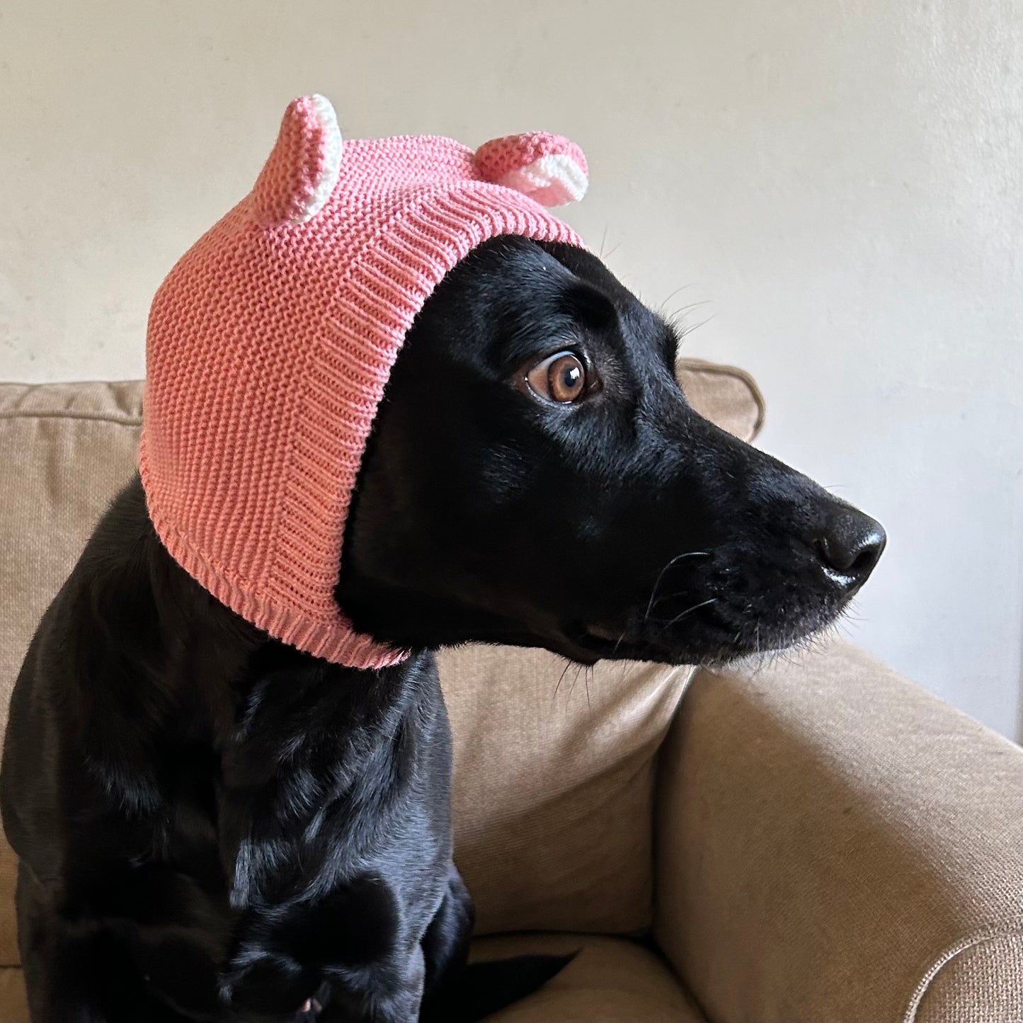 Dog Hats